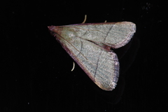 Orthopygia repetita
