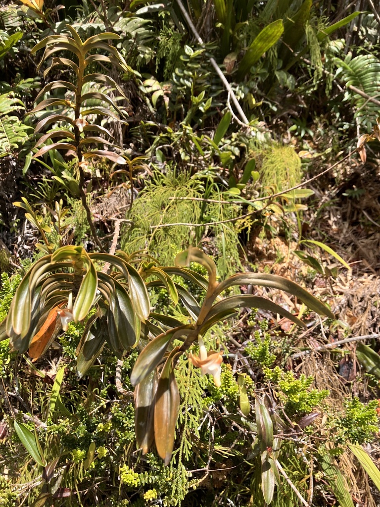 Dendrobium lambii J.J.Wood 3