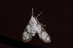 Cirrhochrista kosemponialis