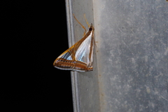Agrioglypta eurytusalis