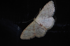 Idaea sakuraii