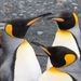國王企鵝 - Photo (c) Euan Moore，保留部份權利CC BY-NC