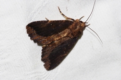 Ercheia dubia