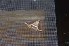 Ercheia dubia