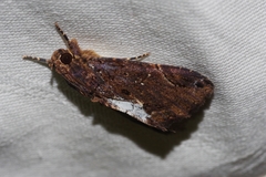 Ercheia dubia