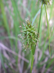 Carex lepidocarpa