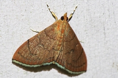 Hyalobathra illectalis