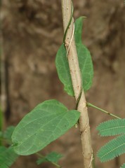 Heterostemma deccanense