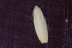 Eilema laevis
