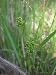Carex lepidocarpa