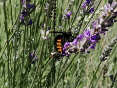 Xylocopa augusti