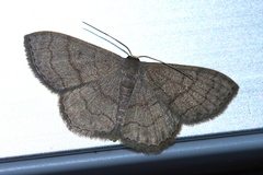 Scopula plumbearia