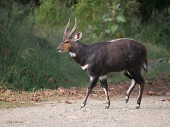 Tragelaphus sylvaticus meneliki
