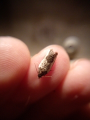 Argyroploce chlorosaris