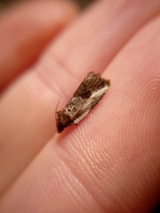 Argyroploce chlorosaris