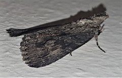 Crioa acronyctoides