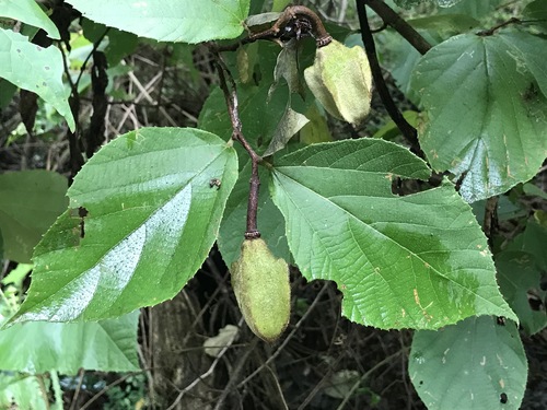 Luehea candida - Whole tree