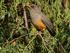 Turdus abyssinicus