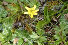 Ranunculus peduncularis