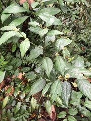 Lasianthus formosensis