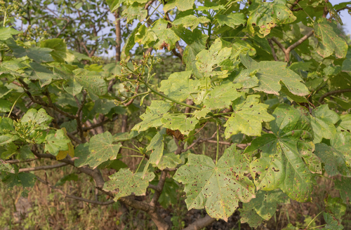 Jatropha dhofarica, photograph 5