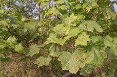 Jatropha dhofarica, photograph Morten Ross, CC BY, iNaturalist via GBIF
