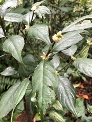 Lasianthus formosensis
