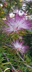 Calliandra selloi