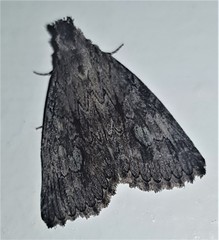 Crioa acronyctoides