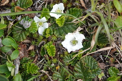 Rubus geoides