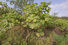 Jatropha dhofarica, photograph Morten Ross, CC BY, iNaturalist via GBIF