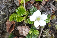 Rubus geoides