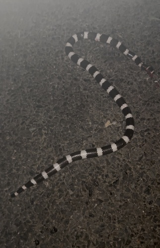 Eastern Bandy Bandy sighting