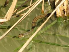 Nerodia clarkii clarkii