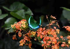 Papilio palinurus