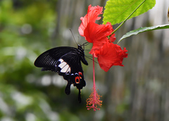 Papilio iswara