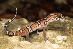 Yucatan Banded Gecko photo 1
