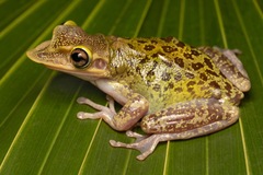 Yucatecan Casque-Headed Treefrog photo 2