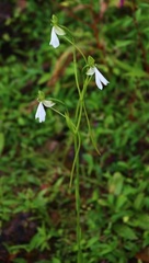 Habenaria longicorniculata