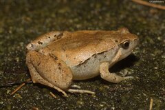 Okinawa Narrow-Mouthed Toad photo 2