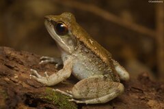 Holst's Frog photo 3