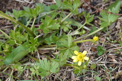 Ranunculus peduncularis