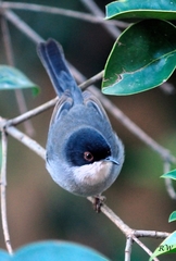 Curruca melanocephala