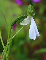 Habenaria longicorniculata