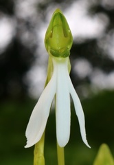 Habenaria longicorniculata