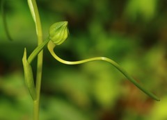 Habenaria longicorniculata