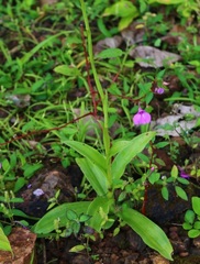 Habenaria longicorniculata