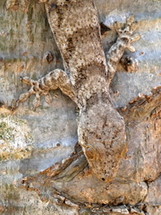 Blaesodactylus