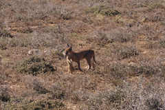 Cynictis penicillata penicillata