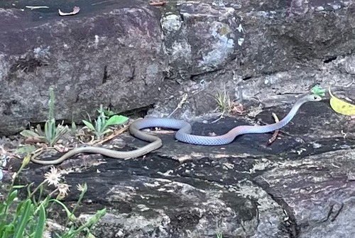 Yellow-faced Whipsnake sighting